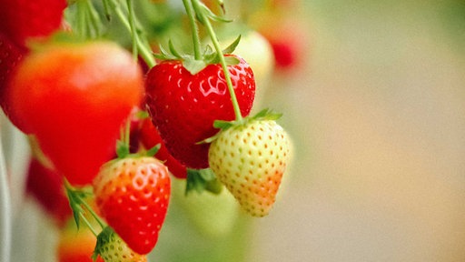 Weiße und rote Erdbeeren aus der Nähe