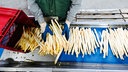 Arbeiter sortieren frisch gestochenen Spargel
