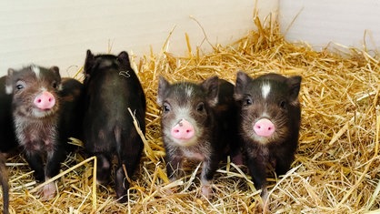 Mehrere kleine schwarz-rosa Ferkel sitzen aufgeweckt im Stroh.