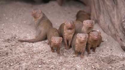Mangusten im Gelsenkirchener Zoo