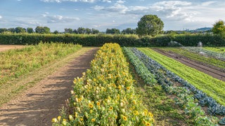 Gemüse- und Sonnenblumenfelder