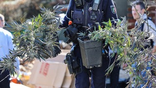 Polizei hält bei einer Durchsuchung zwei Töpfe mit Cannabispflanzen in den Händen