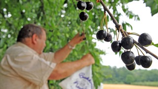Mann mit Tüte geklauter Kirschen (nachgestellt)