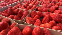 Viele Schachteln voll mit Erdbeeren