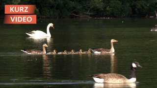 Schwäne und Enten auf Gewässer
