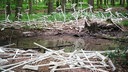 Forken liegen rund um einen alten Bombenkrater im Wald