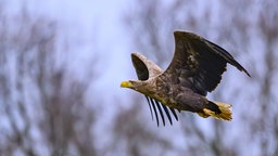 Seeadler im Flug